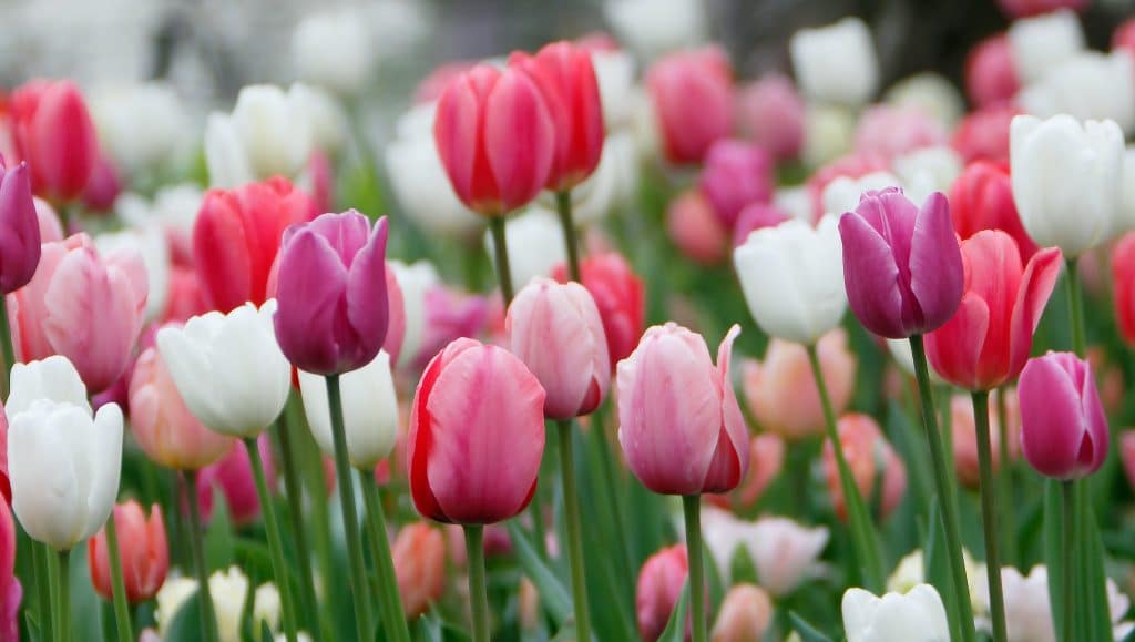 la tulipe coloré pour le printemps
