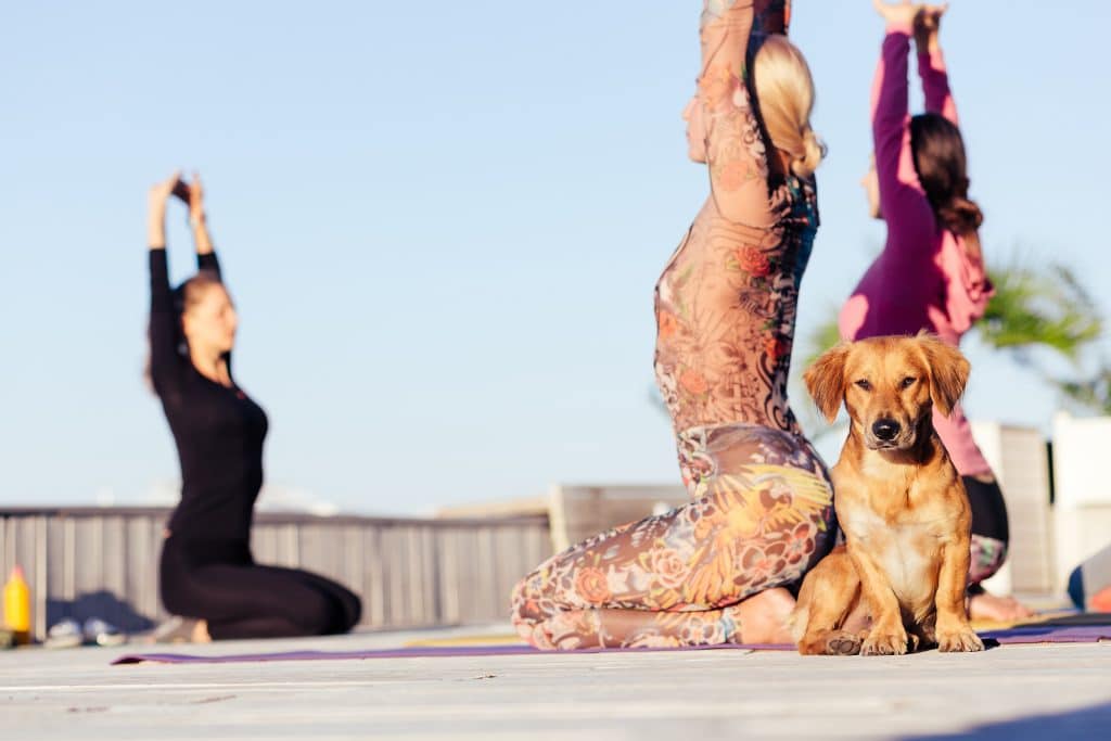 femmes qui font du puppy yoga