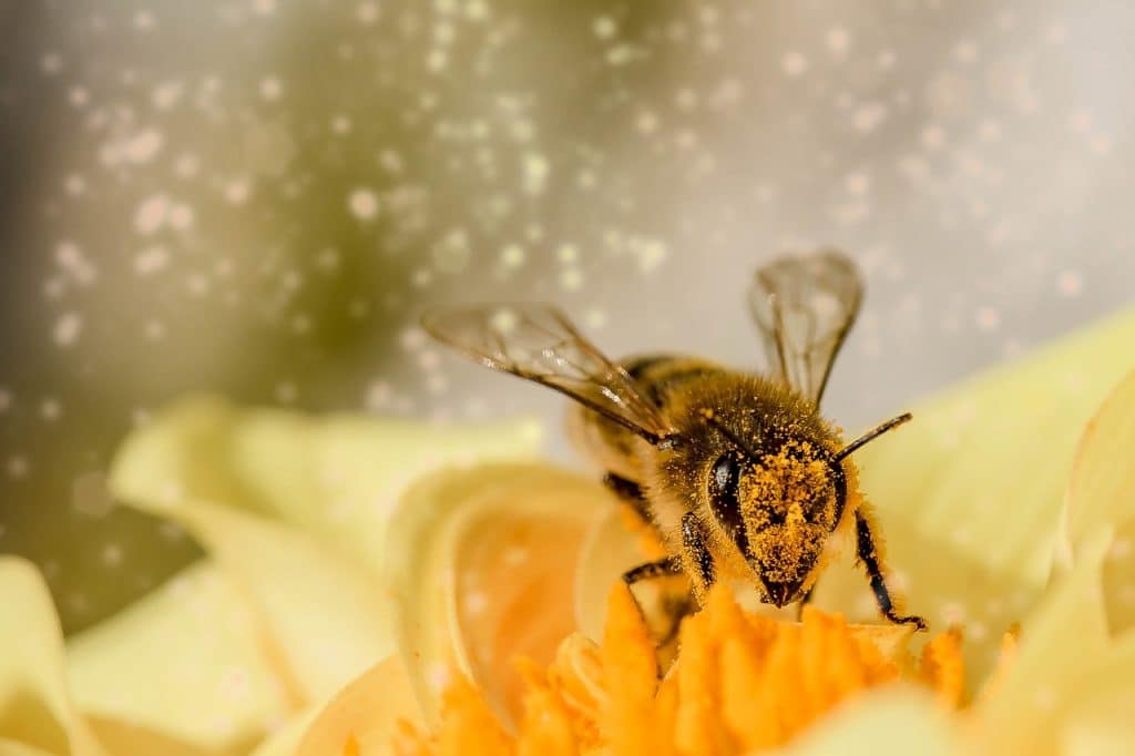 nectar d'abeilles
