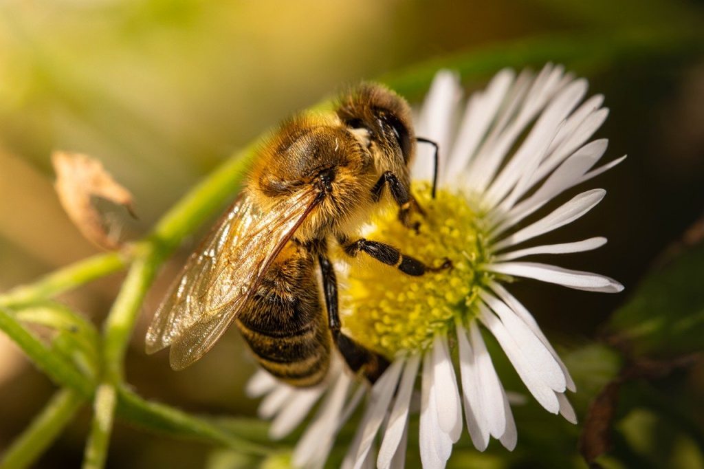abeilles et pollen